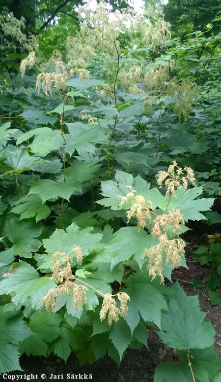 Filipendula kamtschatica, jttimesiangervo
